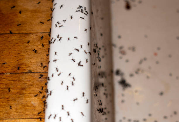 Best Emergency Pest Control  in Lone Jack, MO