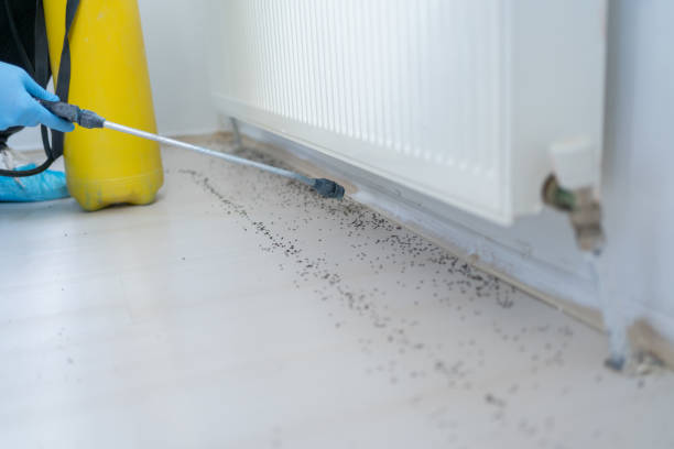 Best Mosquito Control Services  in Lone Jack, MO